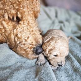 Zippy - Apricot female Goldendoodle puppy in Harris County, Texas from Cute & Curly Doodles