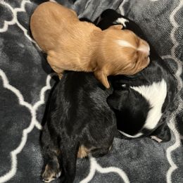 Eloise - Ruby female Cavalier King Charles Spaniel puppy in Eatontown, New Jersey from NJ Cavalier King Charles Breeder