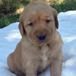 Green Boy - Dark golden male Golden Retriever puppy in Utah from Deseret Peak Goldens