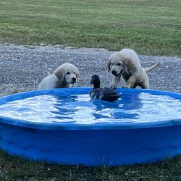 Golden Retriever Puppies from Mia Ragazza Golden Retrievers