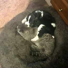 English Springer Spaniel Puppies from Ocoee English Springer Spaniels