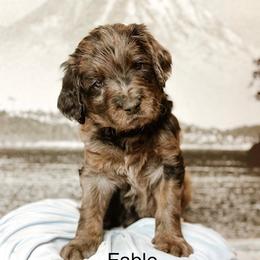Fable - Merle male Goldendoodle puppy in Pasco, Washington from Camp Doodle Woods
