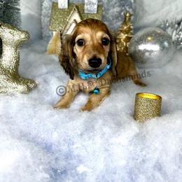 Dachshund Puppies from M.H.P Dachshunds