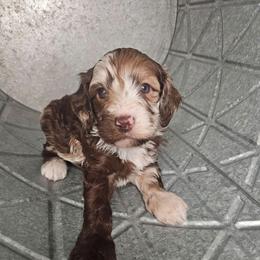 Yoda - Merle male Cockapoo puppy in Fort White, Florida from Jade