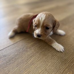 Brook - Red and white female Cockapoo puppy in Yuba City, California from The Doodle Barn