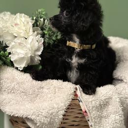 Poodle All Grown Up from Parti-Pawz