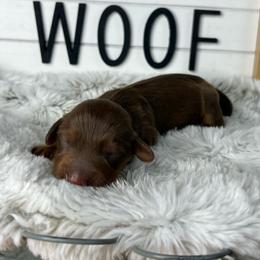Buttermilk - Chocolate and tan female Dachshund puppy in Payette, Idaho from NT Mini Doxies