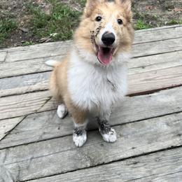 Ori - Sable merle male Collie puppy in Hagerstown, Maryland from Sapphire collies