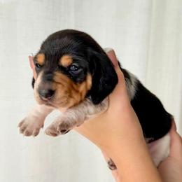 SHIRLEY - Piebald female Dachshund puppy in Paso Robles, California from Drift & Dash Dachshunds