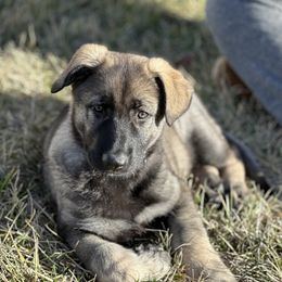 Shiloh Shepherd Puppies from Echo Shilohs