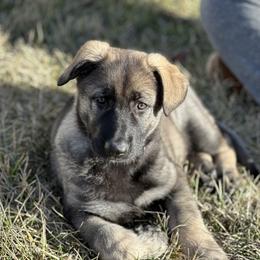 Shiloh Shepherd Puppies from Echo Shilohs