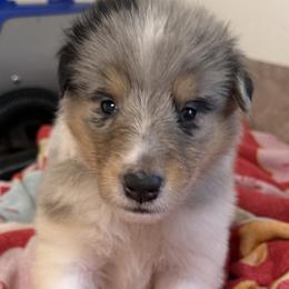 Diamond - Blue merle white and tan female Collie puppy in Carencro, Louisiana from Cajun Bayou's Collies LLC