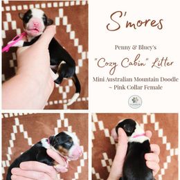 S'mores - female Australian Mountain Doodle puppy in Grand Rapids, Michigan from The Kindred K9