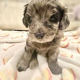 Daphne purple collar - Merle female Goldendoodle puppy in North Branch, Michigan from Graceful Miniature Goldendoodles