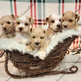 Miniature Schnauzer puppies from Crownedschnauzers