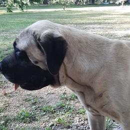 Louise - Mastiff
