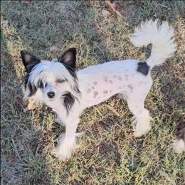 Tiva (G2) - Pink female Chinese Crested puppy in Little Rock, Arkansas from Fabulis Toys (Chinese Crested, Papillons, Chihuahuas)