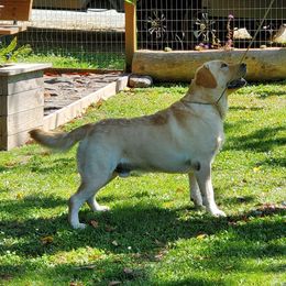 Timber  - Labrador Retriever