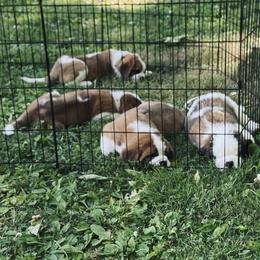 Girl 1 - Brown and white female Saint Bernard puppy in Connecticut from Still River Saints