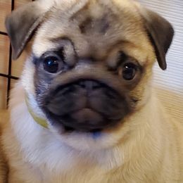 Cane Corso, French Bulldog, and Pug Puppies from Winnfall Farms