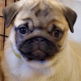 Cane Corso, French Bulldog, and Pug Puppies from Winnfall Farms