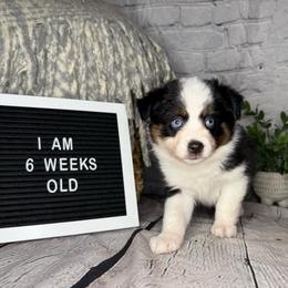 Tinkerbell - Black tri female Miniature Australian Shepherd puppy in Peoria, Arizona from B My Sunshines Mini Aussies