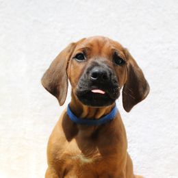 Rhodesian Ridgeback Puppies from Supernova Ridgebacks