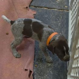 Girl 4 - Liver roan female German Shorthaired Pointer puppy in Henderson, Texas from C4 Gun Dogs