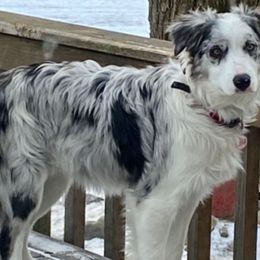 Jorjie - Border Collie