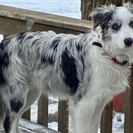 Jorjie - Border Collie