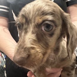 Dachshund Puppies from Garland Weens