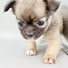 Jolene - Black sabled fawn female Chihuahua puppy in Westport, New York from Chantilly chihuahuas
