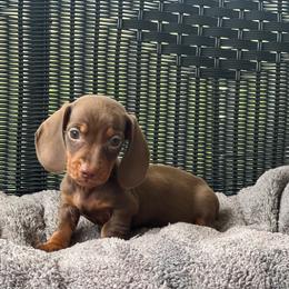 Boy 3 - Chocolate and tan male Dachshund puppy in Choccolocco, Alabama from Ace’s Doxies