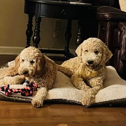 Aussiedoodles, Bernedoodles, and Goldendoodles from Fifth Day Farm