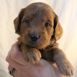 Bernedoodle, Goldendoodle, and Poodle Puppies from Raintree Standard Poodles & Mini Doodles