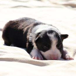 Pachelbel - Black and white female Border Collie puppy in Bronson, Florida from Sandhill Ranch Border Collies