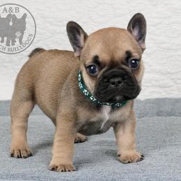 Boy 1 - Fawn male French Bulldog puppy in Schaumburg, Illinois from A & B French Bulldogs