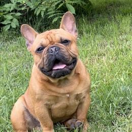 Chejz - Fawn male French Bulldog puppy in Tenmile, Oregon from High Plains French Bulldogs,Boston Terriers and Frenchtons.