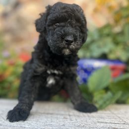 Goldendoodle Puppies from Jess’ Golden Doodles