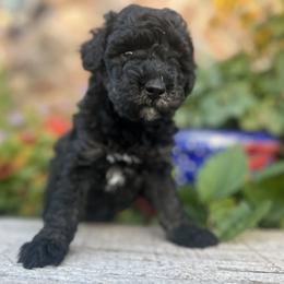 Goldendoodle Puppies from Jess’ Golden Doodles