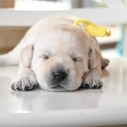 Mr. Gold - Yellow male Labrador Retriever puppy in Pasco, Washington from ROCK CREEK LABRADORS