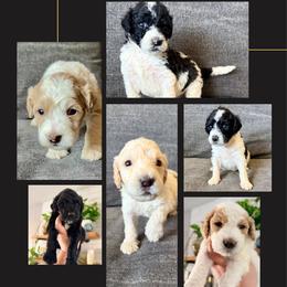 Goldendoodle puppies from Pacific Coast Goldendoodles