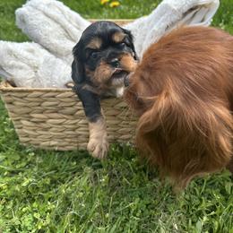 Cavalier King Charles Spaniel Puppies from Enchanted Cavaliers