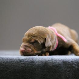 Rylene - 5350 - Red and rust female Doberman Pinscher puppy in Rockwall, Texas from Elitehaus