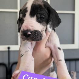 Caroline - Harlequin female Great Dane puppy in Longview, Texas from Lazy A Danes