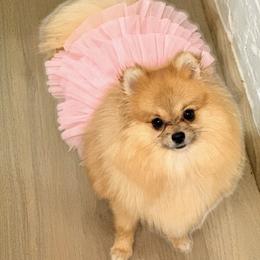 Vera - Pomeranian