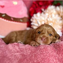Lacey - Caramel red female Australian Labradoodle puppy in Citrus Heights, California from Elite Blend Labradoodles