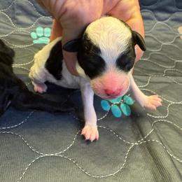 Bandit - Parti male Poodle puppy in Vilonia, Arkansas from Donna’s Pretty Poodles