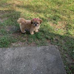 Shih Tzu Puppies from Jenny's Shih Tzus