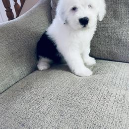 Old English Sheepdog Puppies from Bumblebears Old English Sheepdogs